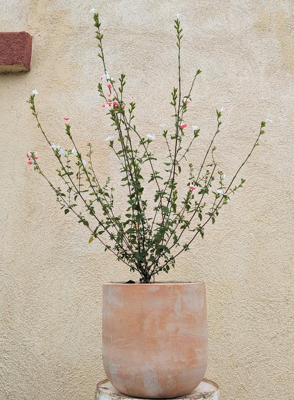 Pink & White Sage - Salvia microphylla