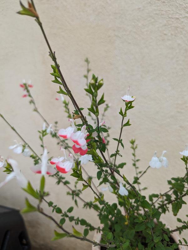 Pink & White Sage - Salvia microphylla