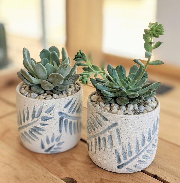 Succulent in Blue Leaf Ceramic Pot "Taylor"