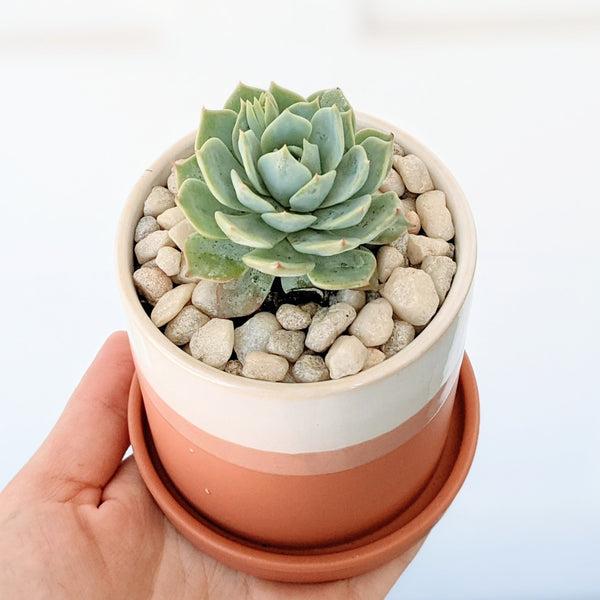 Small Coral Succulent Pot