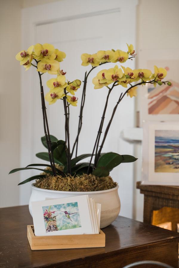 Bella Riviera Orchid Arrangement