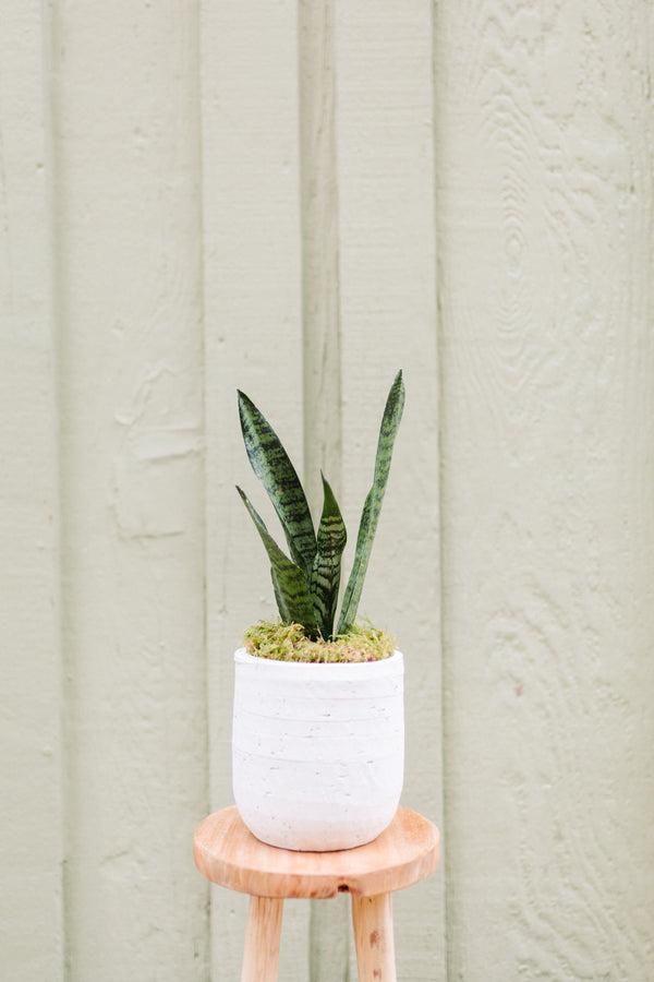 Sansevieria Ceramic Pot "Bren"